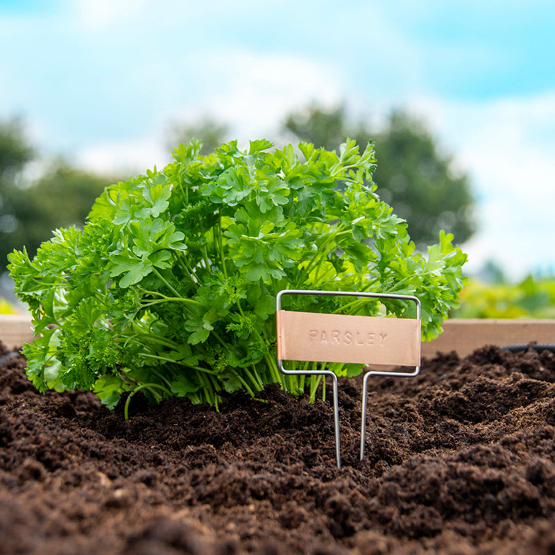 Set para estampar etiquetas de plantas